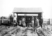 Strawberry harvest in Bradford County