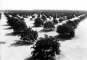 A valencia orange grove - Lakeland, Florida