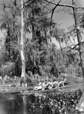 Wakulla Springs' visitors enjoying the ride down river aboard the "alligator boat"