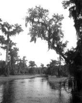 Scenic view of the river - Wakulla River, Florida