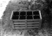 Blueberries in 24 quart crate for shipment from the M.A. Sapp farm - Crestview, Florida