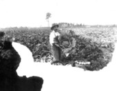 Cabbage and squash - Duval County, Florida