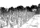 Field of corn just before cutting and shocking - Gainesville, Florida.