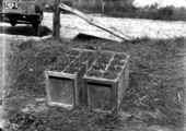 Strawberries in 24 quart field crates showing berries packed in quart baskets