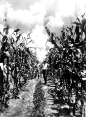 Men in a cornfield - Bay County, Florida