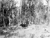 Range cattle - Wakulla County, Florida