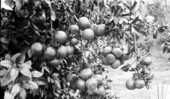 Clusters of grapefruit at the Minnehaha Grove - Maitland, Florida
