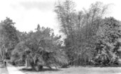 View of trees - Coral Gables, Florida