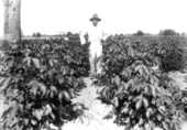 African American man standing in cotton field - Gainesville, Florida.