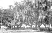 View of live oaks along Tampa Bay at Fort Brooke