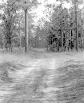 View down Old St. Augustine or Bellamy Road - Leon and Jefferson Counties, Florida