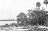 Banana trees at the shore of Lake Minnehaha - Clermont, Florida