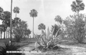 Trees near the shore of Lake Monroe - Sanford, Florida.