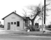 Mulberry tree by the railroad depot - Mulberry, Florida