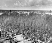 Trees at Royal Palm Park - Miami, Florida