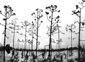 Diorama of the battle in the Olustee Battlefield museum - Olustee, Florida
