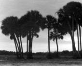Sabal palms silhouetted by the setting sun - Sarasota, Florida