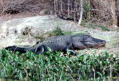 State reptile of Florida
