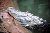 State reptile of Florida