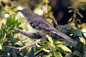 State bird of Florida