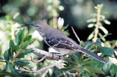 State bird of Florida