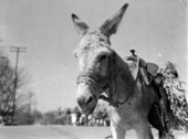 View of a mule - Jacksonville, Florida.