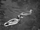 Ducks..