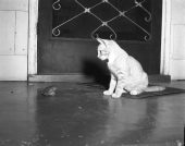 "Mittens" and Southern toad watching each other.