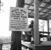 Gopher wood tree at the Garden of Eden near Bristol