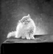 View showing the Hansen family cat in the photographic studio - Tallahassee, Florida.