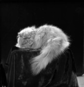 View showing Mrs. Dan Miller's cat in the photographic studio - Tallahassee, Florida.