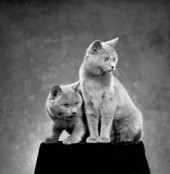 View showing the Hansen family cats "Corina" and "Julie" in the photographic studio - Tallahassee, Florida.