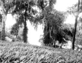 View of Rainbow Springs- Rainbow Springs, Florida
