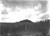 Long Key prairie