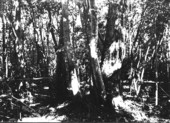 Hammock trees