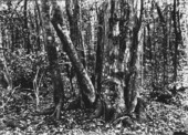 Group of trees in hammock
