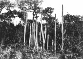 Cephalocereus keyensis growing in hammock