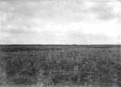 Prairies with hammocks in the distance