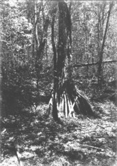 Pond apple tree