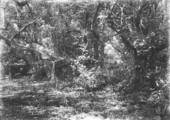 Hammock of Annona glabra with Acrostichum excelsum