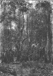 Dense hammock of bald cypress