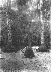 Bald cypress trees, knees, and stumps