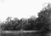 Pond covered with Pistia