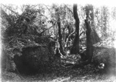 Bobcat den.