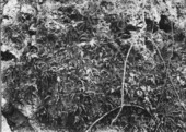 Ferns covering limestone bluff