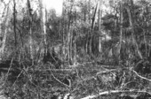 Fern grotto and Taxodium swamp