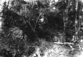 Fern grotto