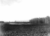 Water hyacinth in creek