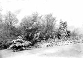 Snow scene