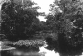 Patch of Nymphaea with Pistia along shore
